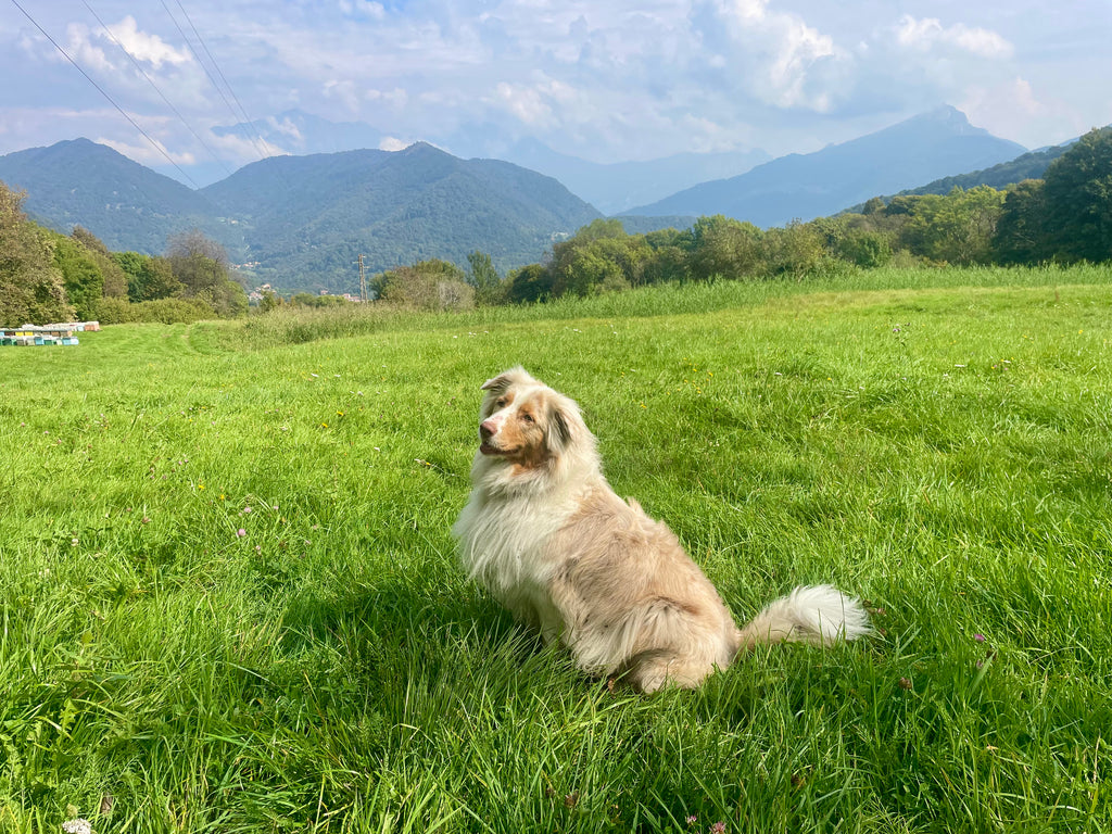 From Milan - Hiking Tour Terz’Alpe & Corni di Canzo